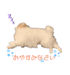 ポメラニアンフェイちゃん❤️  III（個別スタンプ：5）