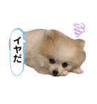 ポメラニアンフェイちゃん❤️  III（個別スタンプ：14）
