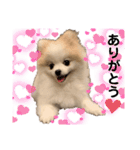 ポメラニアンフェイちゃん❤️  III（個別スタンプ：15）