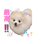 ポメラニアンフェイちゃん❤️  III（個別スタンプ：17）