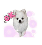ポメラニアンフェイちゃん❤️  III（個別スタンプ：22）