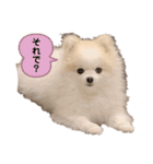 ポメラニアンフェイちゃん❤️  III（個別スタンプ：23）