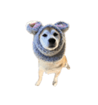 柴犬オルちゃんスタンプ⑤（個別スタンプ：1）