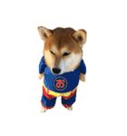 柴犬オルちゃんスタンプ⑤（個別スタンプ：3）