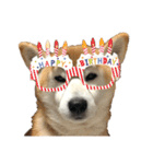 柴犬オルちゃんスタンプ⑤（個別スタンプ：6）