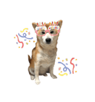 柴犬オルちゃんスタンプ⑤（個別スタンプ：7）