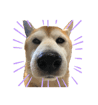 柴犬オルちゃんスタンプ⑤（個別スタンプ：9）