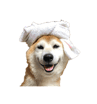柴犬オルちゃんスタンプ⑤（個別スタンプ：11）