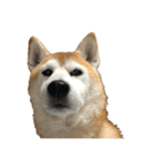 柴犬オルちゃんスタンプ⑤（個別スタンプ：16）