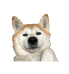 柴犬オルちゃんスタンプ⑤（個別スタンプ：18）