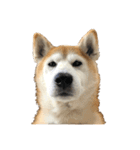 柴犬オルちゃんスタンプ⑤（個別スタンプ：20）