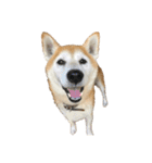 柴犬オルちゃんスタンプ⑤（個別スタンプ：22）
