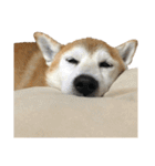 柴犬オルちゃんスタンプ⑤（個別スタンプ：24）