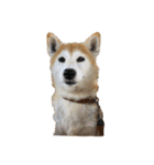 柴犬オルちゃんスタンプ⑤（個別スタンプ：26）