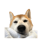 柴犬オルちゃんスタンプ⑤（個別スタンプ：28）