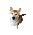柴犬オルちゃんスタンプ⑤（個別スタンプ：33）