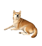 柴犬オルちゃんスタンプ⑤（個別スタンプ：34）