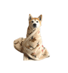 柴犬オルちゃんスタンプ⑤（個別スタンプ：36）