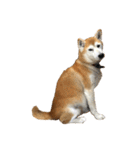 柴犬オルちゃんスタンプ⑤（個別スタンプ：38）