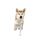 柴犬オルちゃんスタンプ⑤（個別スタンプ：40）