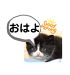 たけしのスタンプ  その31（個別スタンプ：22）