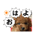 たけしのスタンプ  その31（個別スタンプ：23）