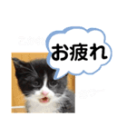 たけしのスタンプ  その31（個別スタンプ：24）
