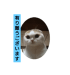 スコタンとお買い物（個別スタンプ：4）