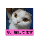 スコタンとお買い物（個別スタンプ：6）