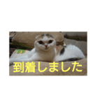 スコタンとお買い物（個別スタンプ：7）