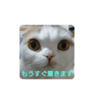 スコタンとお買い物（個別スタンプ：8）