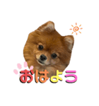 ポメラニアンのこまめちゃん①（個別スタンプ：1）