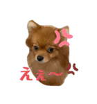 ポメラニアンのこまめちゃん①（個別スタンプ：6）