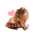 ポメラニアンのこまめちゃん①（個別スタンプ：7）
