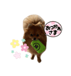 ポメラニアンのこまめちゃん①（個別スタンプ：12）