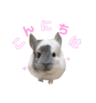 シロンちゃんfamily♡（個別スタンプ：1）