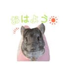 シロンちゃんfamily♡（個別スタンプ：5）