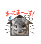 シロンちゃんfamily♡（個別スタンプ：12）