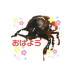 カブトムシ01（個別スタンプ：1）