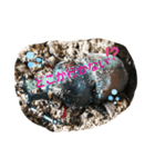 カブトムシ01（個別スタンプ：5）