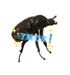 カブトムシ01（個別スタンプ：6）
