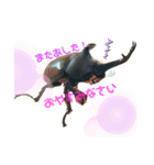 カブトムシ01（個別スタンプ：8）