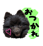 ちょこポメちゃん（個別スタンプ：3）