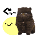 ちょこポメちゃん（個別スタンプ：13）