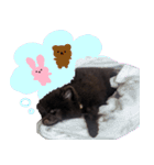 ちょこポメちゃん（個別スタンプ：26）