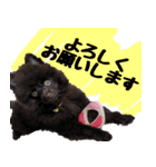 ちょこポメちゃん（個別スタンプ：33）