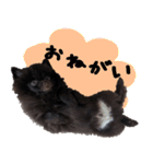 ちょこポメちゃん（個別スタンプ：34）