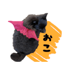 ちょこポメちゃん（個別スタンプ：35）