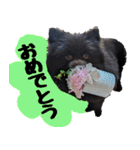 ちょこポメちゃん（個別スタンプ：36）