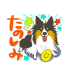 ふわふわ三毛犬（個別スタンプ：25）